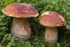 funghi