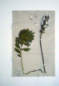 "Acanto", opera di Marisa Zattini