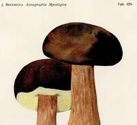 Boletus - dall'erbario di Giacomo Bresadola