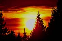 Fotografia del sole fra gli alberi