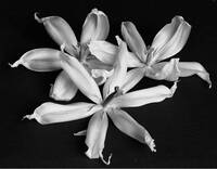 foto b/n di Gino di Meglio