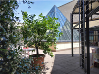 Immagine del Cortile della piramide