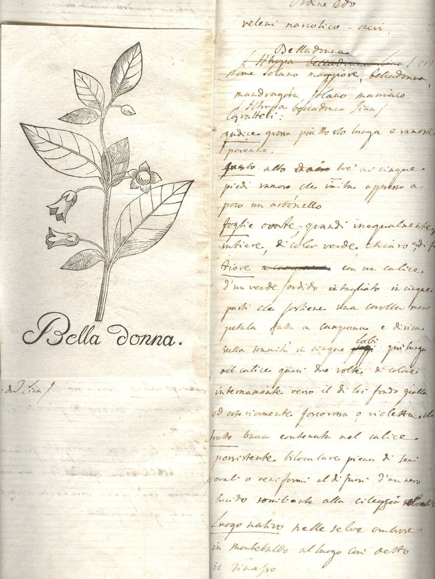Pietro Cristofori, "Notizia di alcune piante e funghi venefici allignanti nel circolo all'Adige", sec. XIX, Biblioteca civica Rovereto, Ms.46.7