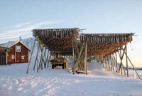 Merluzzi esposti al vento ad essicare