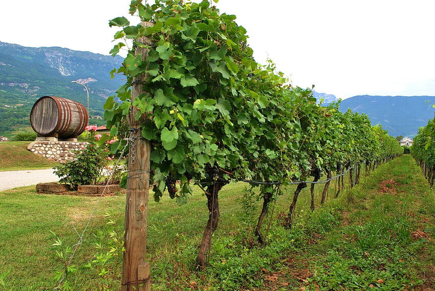 fotografia di vigne