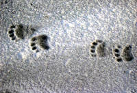impronte di orso sulla neve