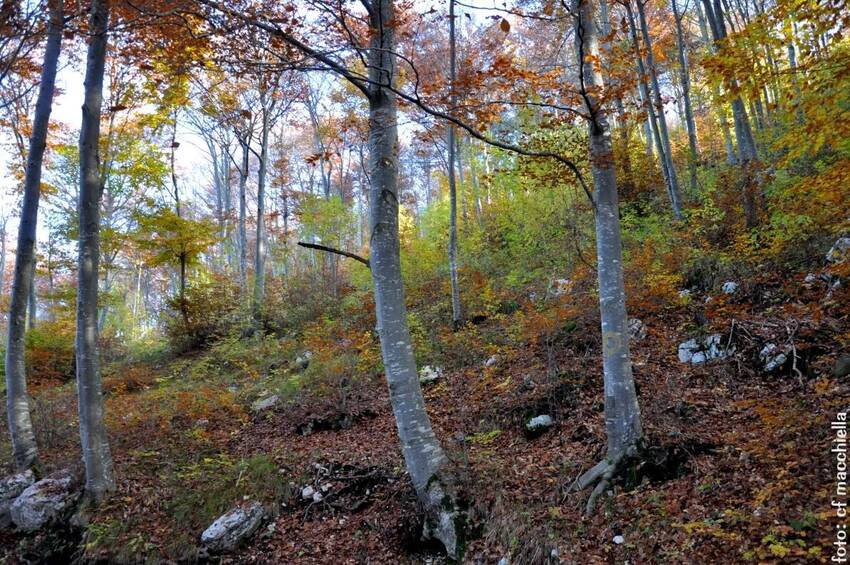Faggeta, riscrescita bosco