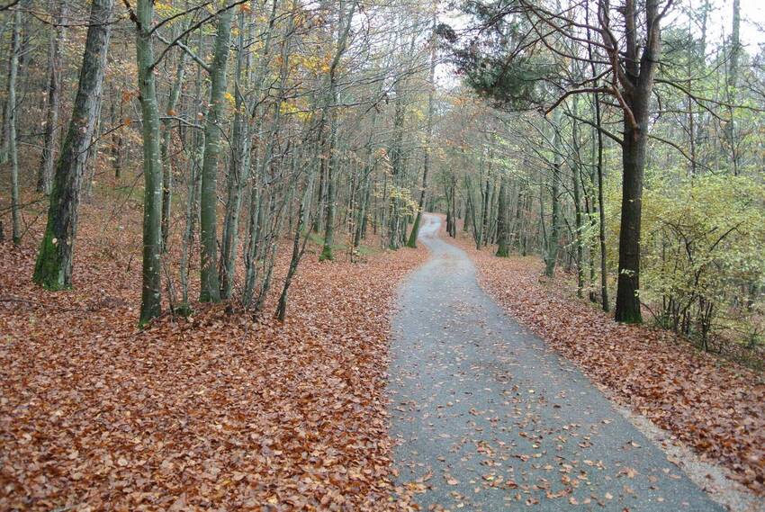 Moietto, strada attravesamento bosco località Pietra
