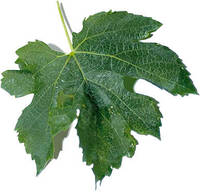 la foglia di vite, simbolo della manifestazione NaturaMenteVino