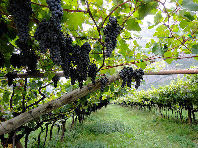 Vigneti