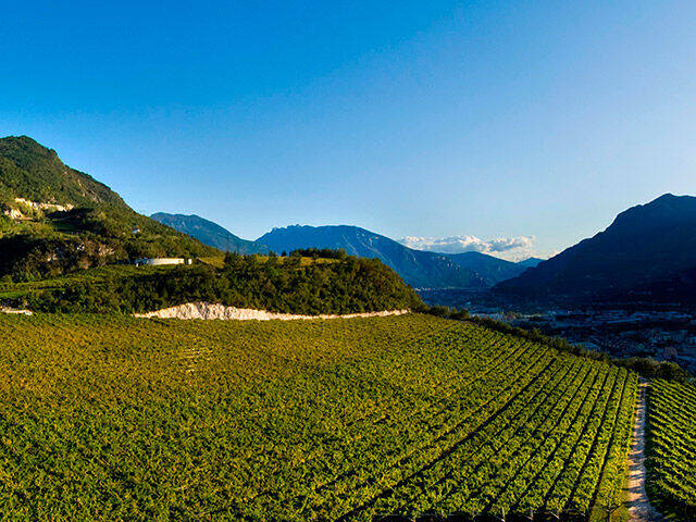 vigneti