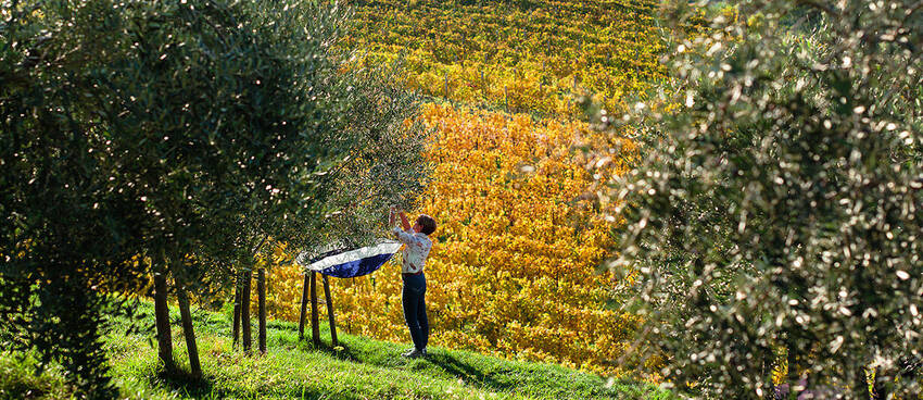 Raccolta di frutti autunnali nei dintorni di Rovereto (foto F.Pernigo) Raccolta di frutti autunnali nei dintorni di Rovereto (foto F.Pernigo)